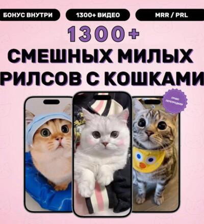 1300+ шаблонов роликов с кошками — милые шаблоны коротких видеороликов для Instagram, TikTok и YouTube