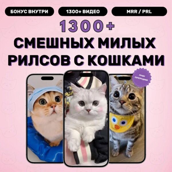 1300+ шаблонов роликов с кошками — милые шаблоны коротких видеороликов для Instagram, TikTok и YouTube